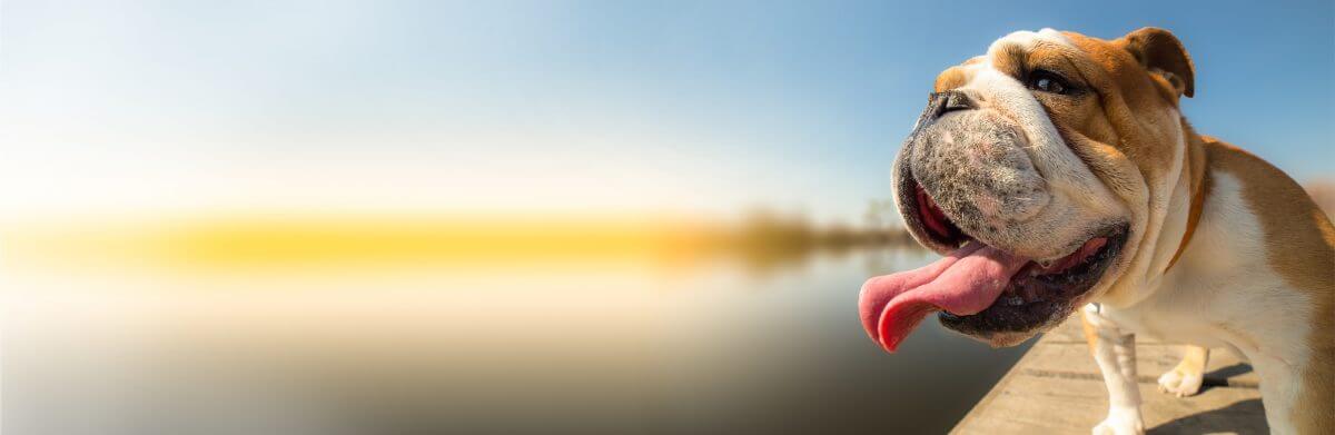 Close up on the head of a very happy bulldog sitting at the side of a lake, tongue hanging out, enjoying the day.